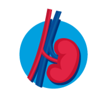 Icon representing a kidney in the body 